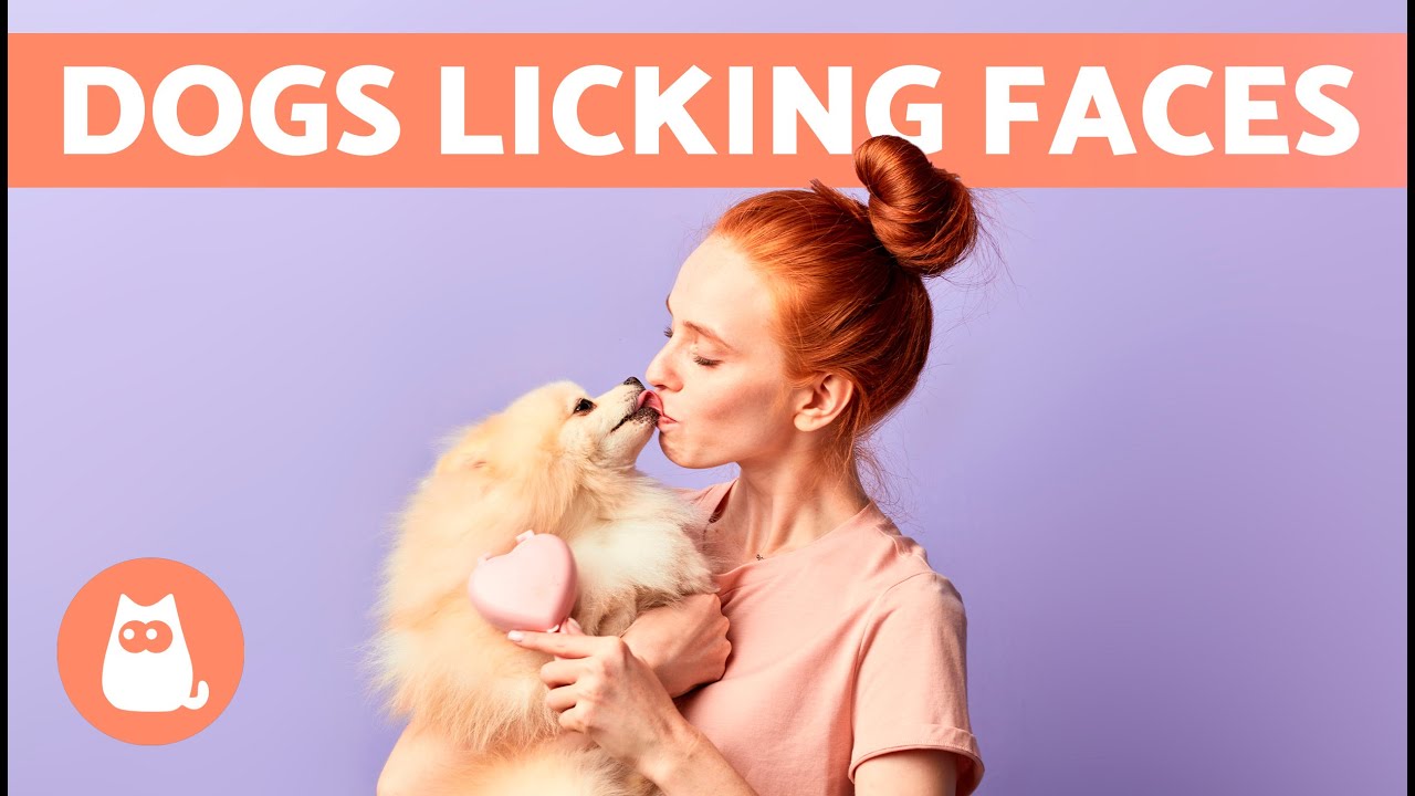 Почему моя собака лижет мне лицо? 🐶👅🧑🏻 (5 причин)