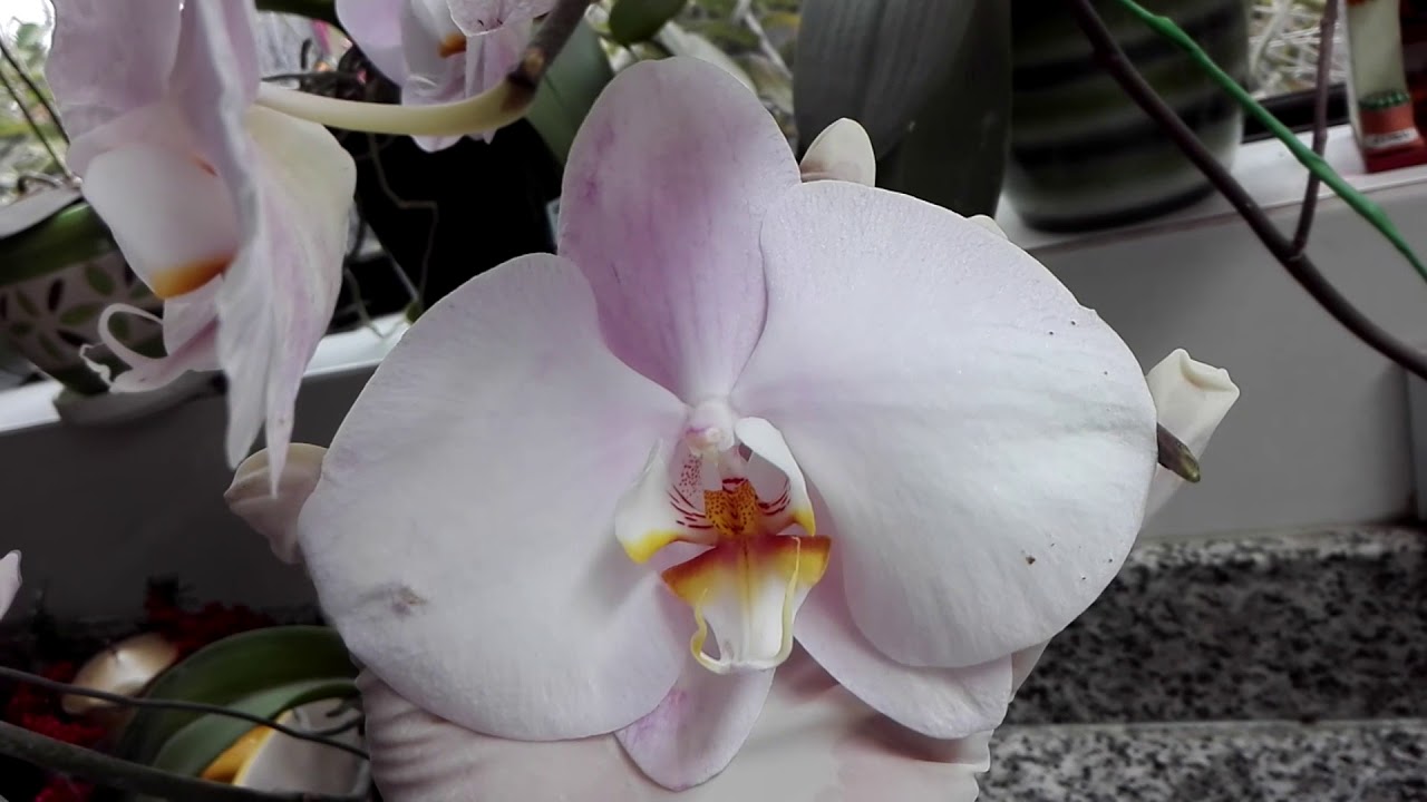 Como OBTENER FLORES mas GRANDES en orquidea Phalaenopsis