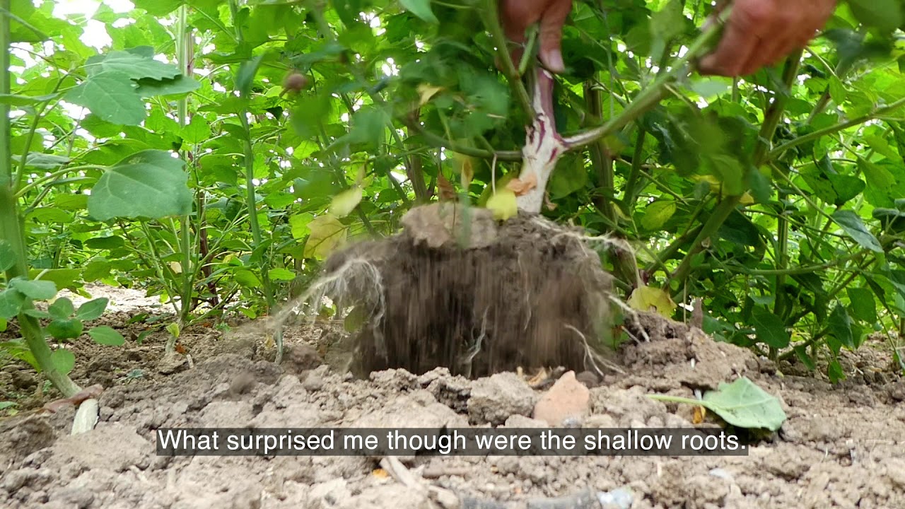 Quinoa Story Part 4 - Growing