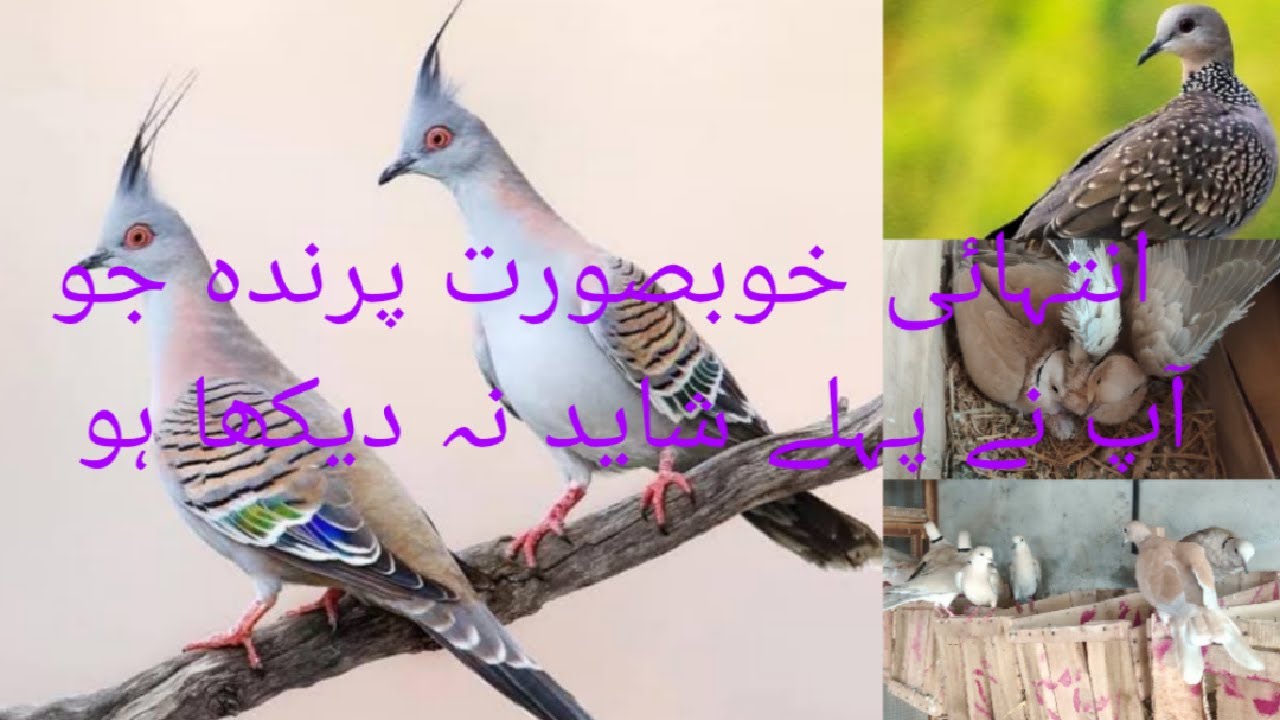 Spotted Dove, Crusted Dove and common Dove setup (breeding progress) AWAN Birds & Vlogs