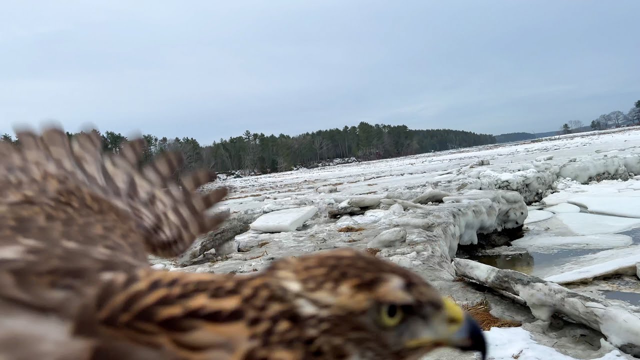 Asja, Finnish Goshawk | Black Duck Hawking January 14, 2026