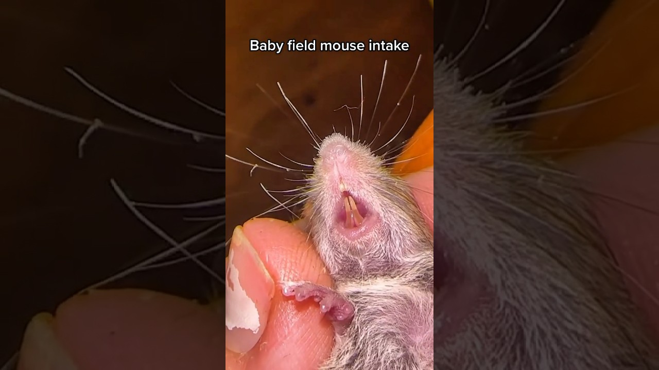 Why are field mice so MEAN 😂