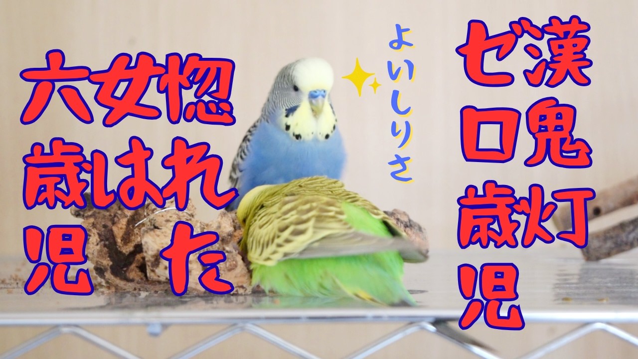６歳大人の女が好きな０歳赤ちゃんセキセイインコ