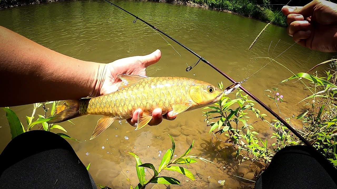 Casting Sungai Tagal Nuntunan Apin-Apin | Ultralight Stream Fishing