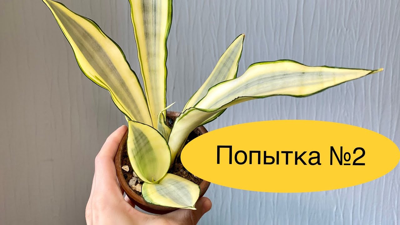 Моя вторая по счету S. splash...