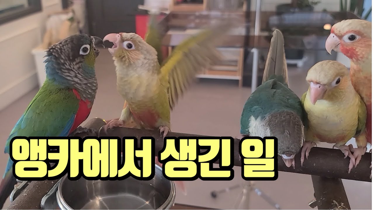 앵카페에서 앵아치 코뉴어에게 생긴 일(반전주의)