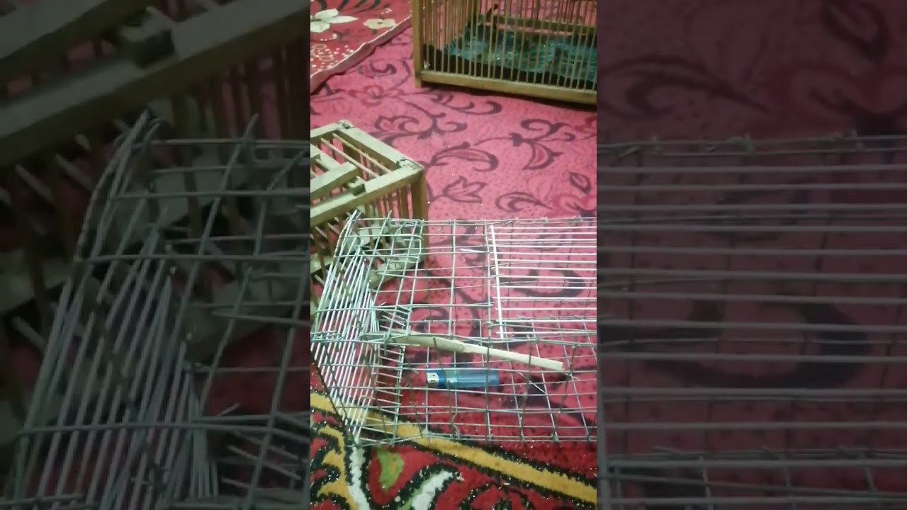صنع مصيده بلابل