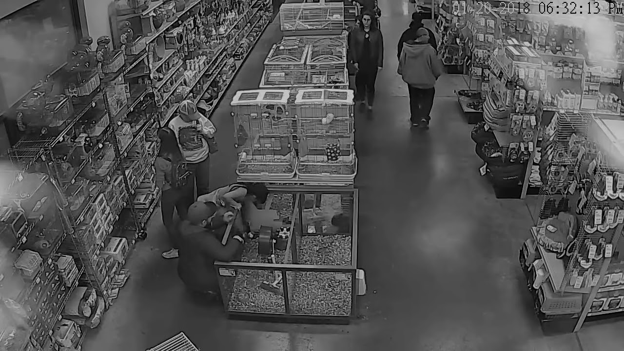 Surveillance video of Petland bird theft