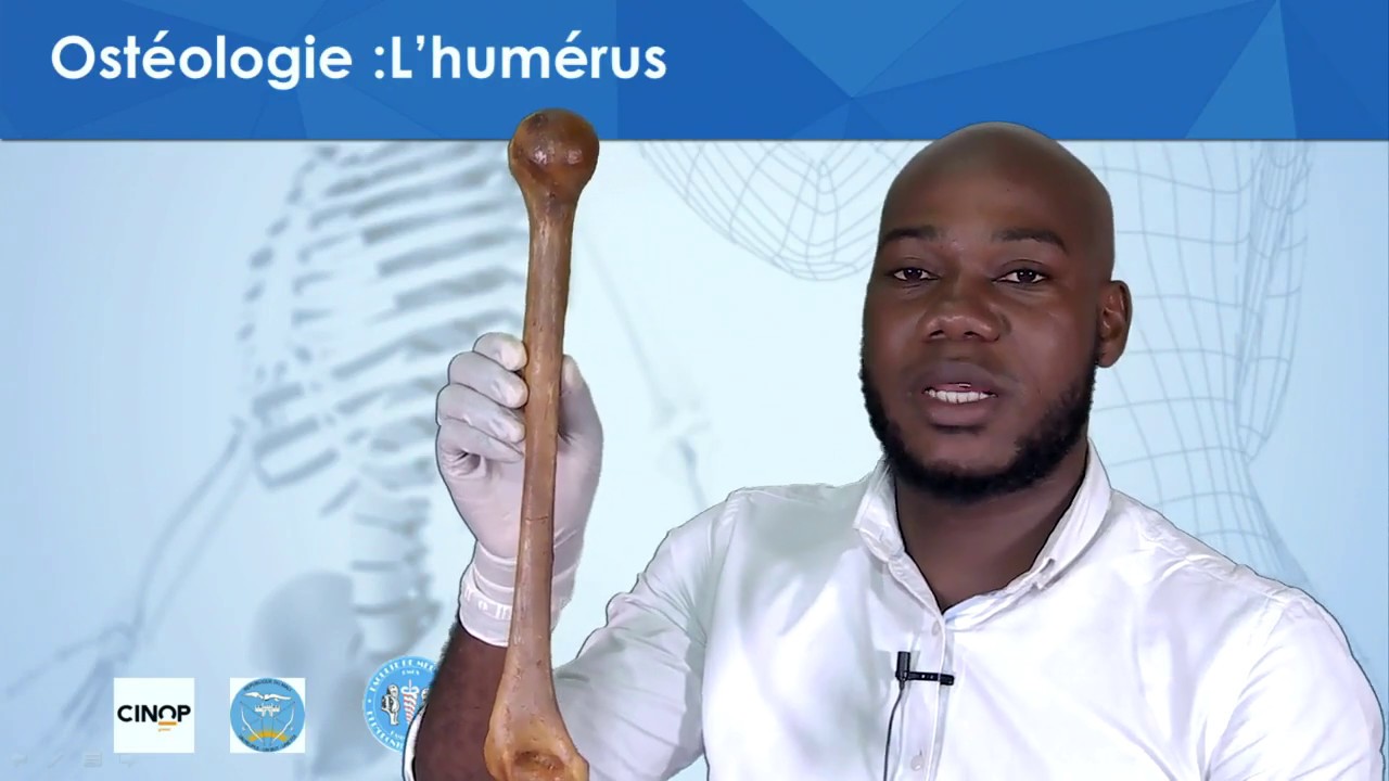 Ostéologie : L'humérus expliqué avec un os humain