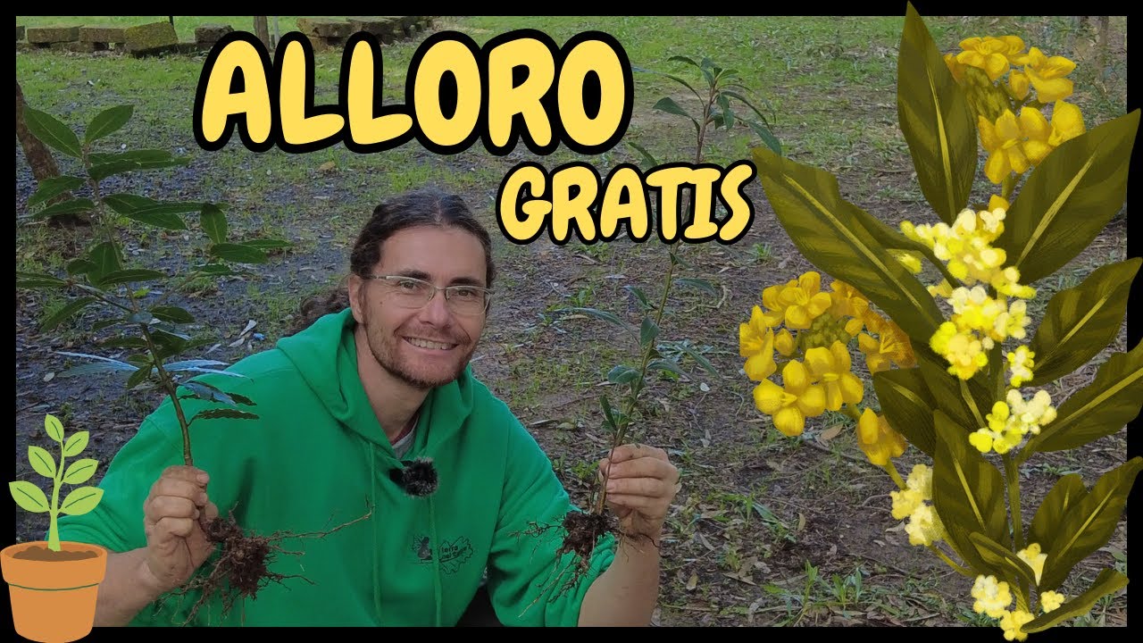 🌿 Riproduci ALLORO con Facilità: GUIDA PASSO-PASSO 🌿