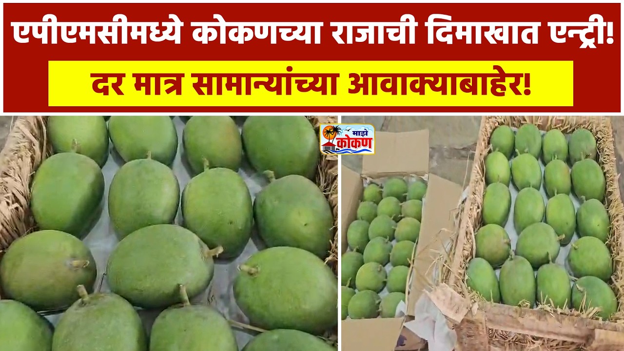 नवी मुंबई एपीएमसीमध्ये हापूस आंब्याचे आगमन पहिल्या दिवशी ८० पेट्या दाखल
