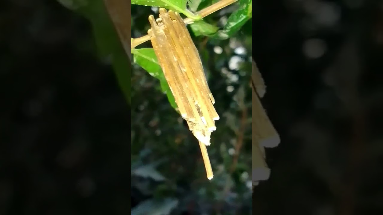 Amazon steps 8 Worm pupa nests made of twigs. #nature