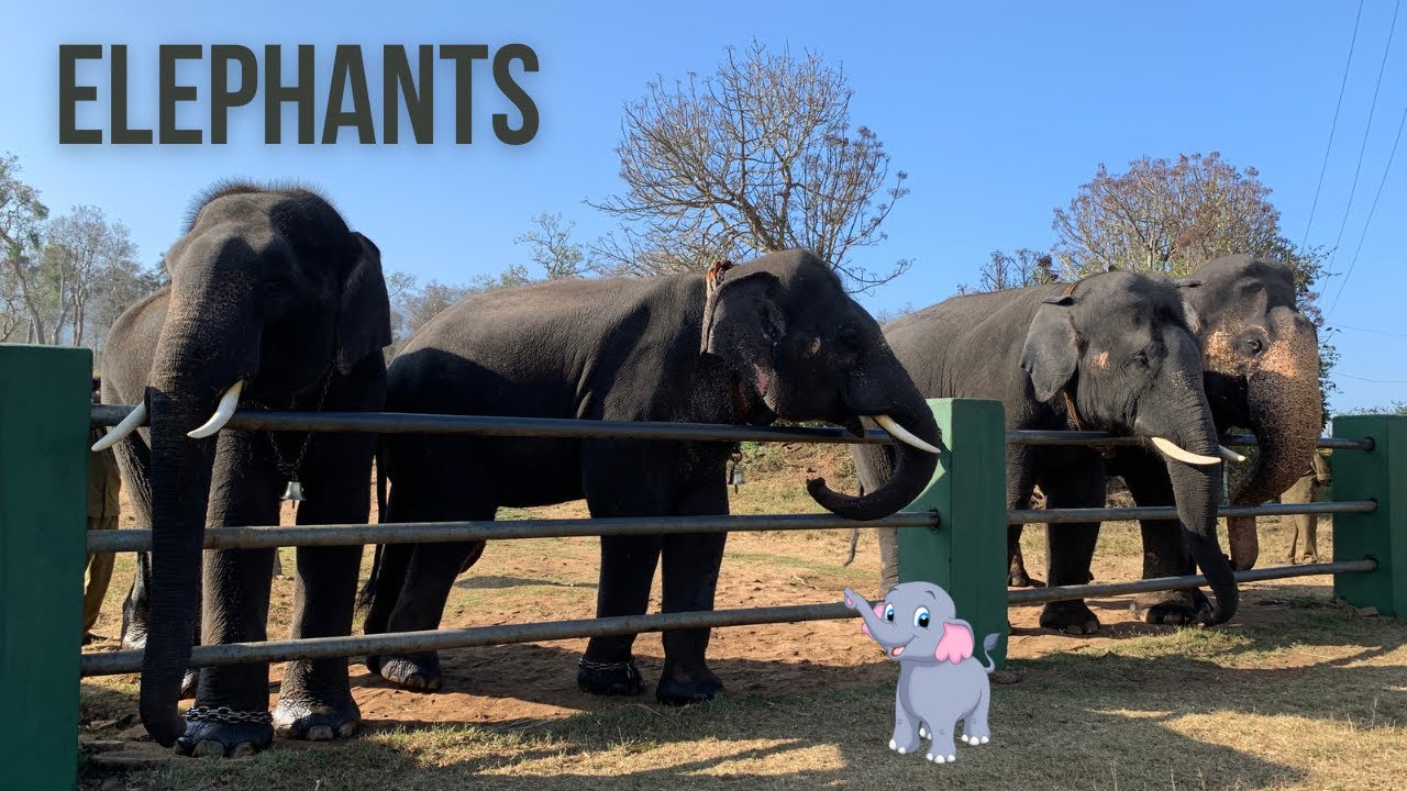 Feeding Elephants in Ooty: A Life-Changing Experience