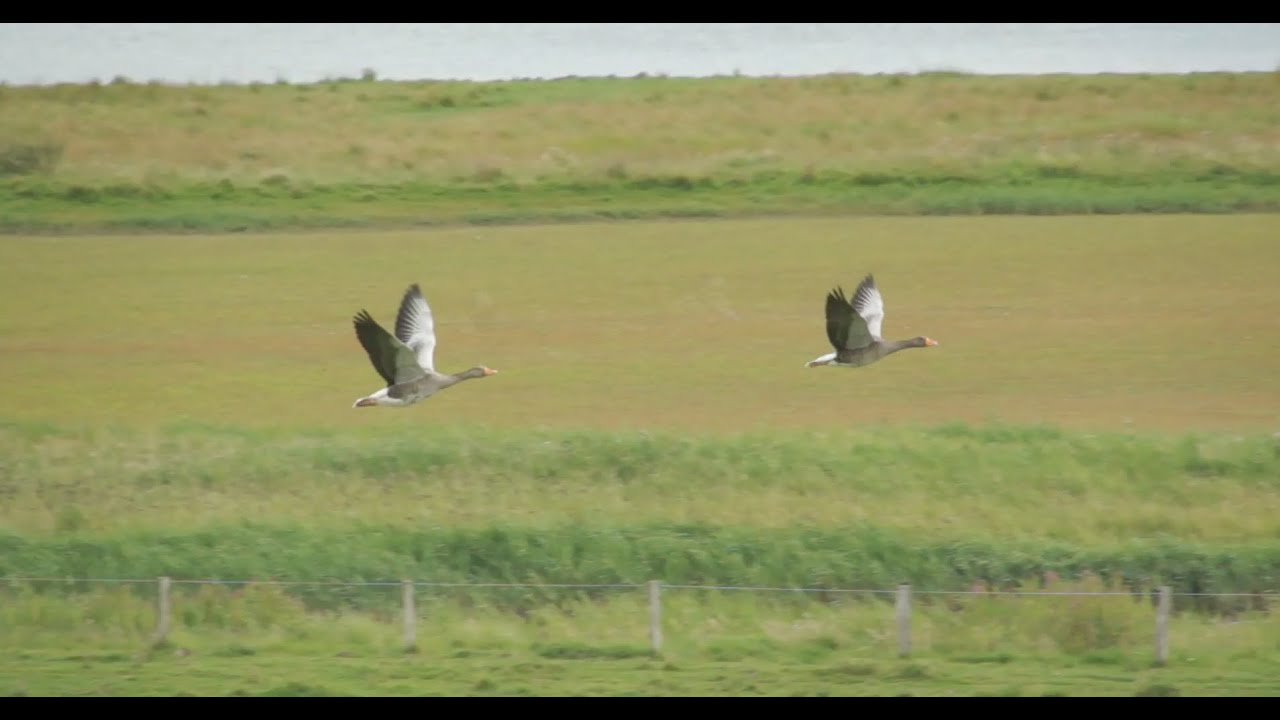 Flying Greylags 2015 (Part 3) by ani male