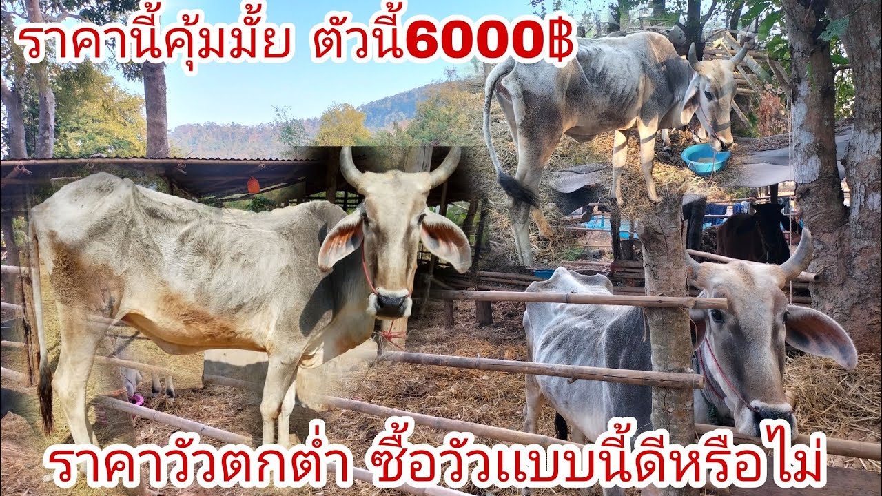 ทำไมถึงเลือกซื้อวัวผอม ตัวนี้6000฿ จะคุ้มค่ามั้ยในช่วงที่ราคาตัวตกต่ำ