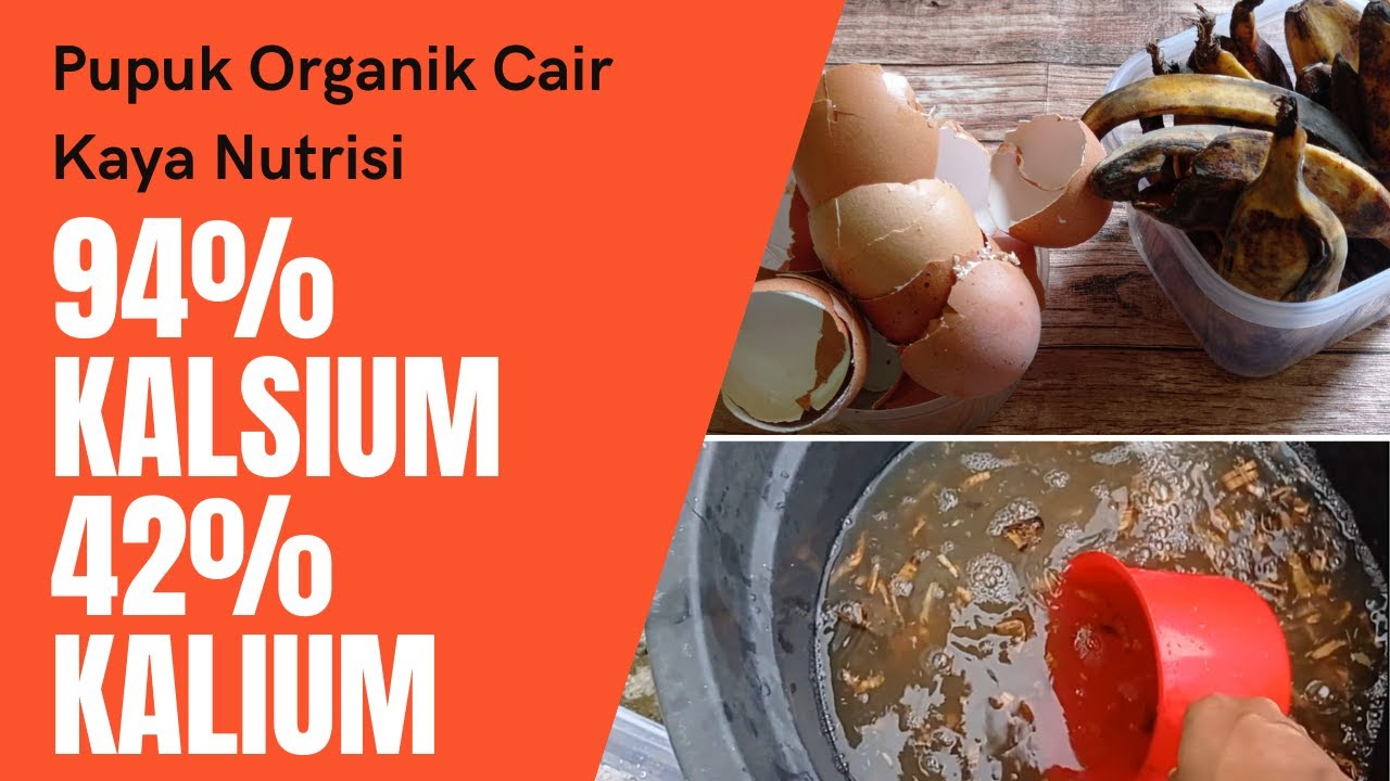 Membuat Pupuk Organik Cair Kaya Kandungan Kalsium dan Kalium dari Cangkang Telur dan Kulit Pisang