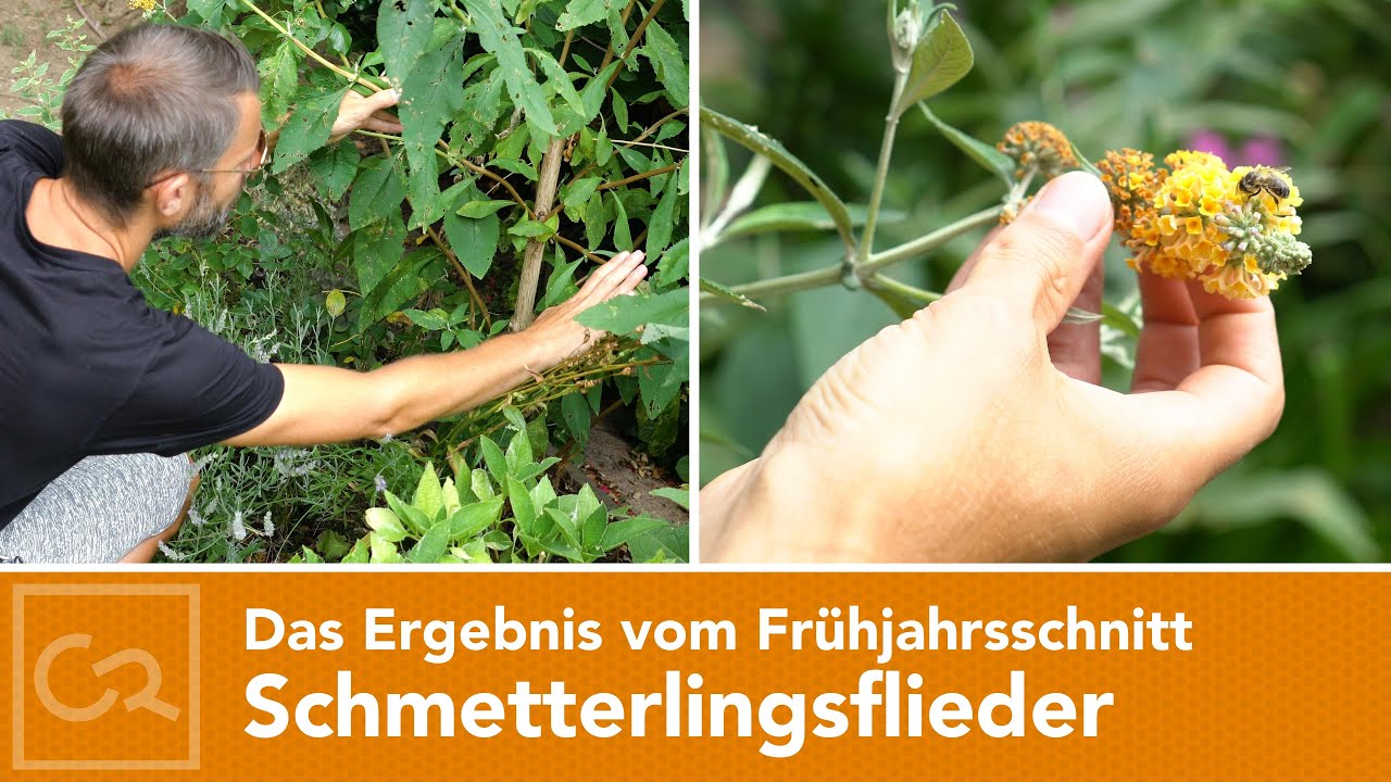 Schmetterlingsflieder – Das Ergebnis vom Frühjahrsschnitt 🌿✂️🌸
