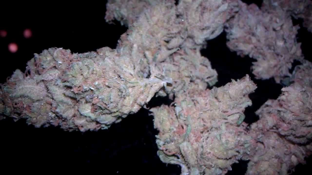 Greenhouse Seed Company Super Lemon Haze Final Harvest Results Video