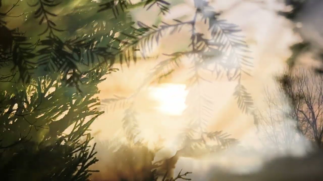 The Moment  | لحظه - Dr. Alireza Nurbakhsh | دکتر علیرضا نوربخش