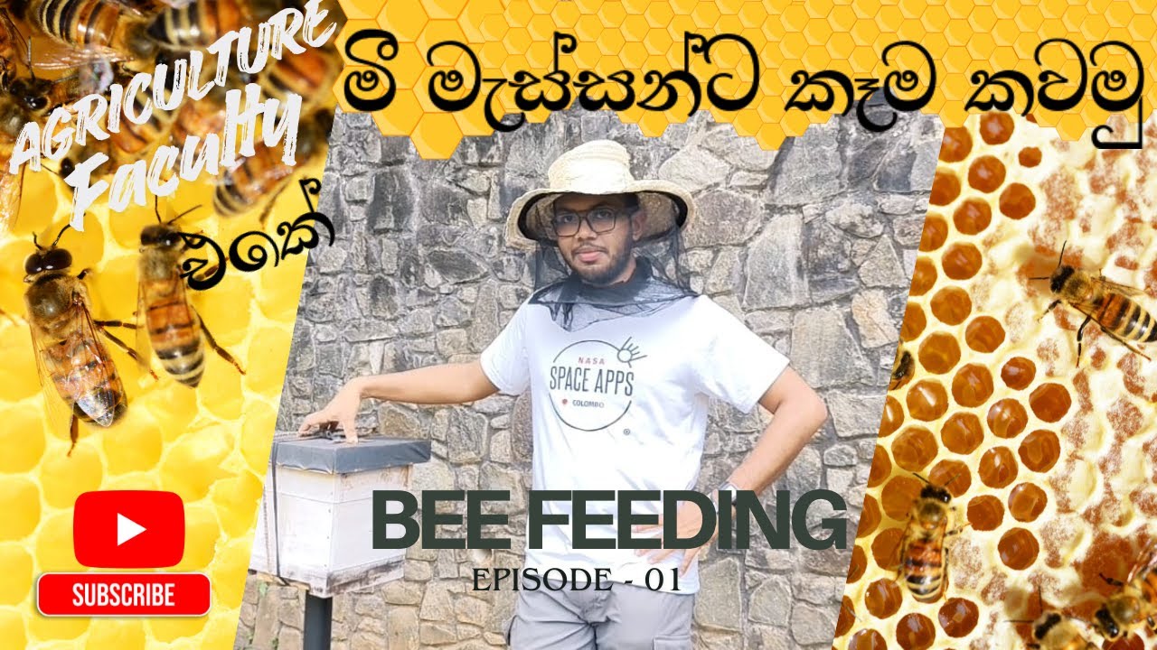 Pollen Feeding for bees ? | මී මැස්සන්ට කෑම කවන්න පුළුවන් ද?