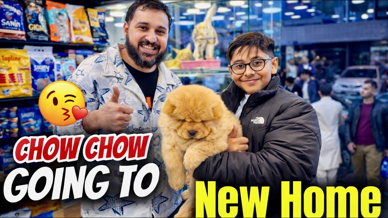 	Finally! Chow Chow Puppy Going to New Home 🏡❤️ | Royal Pets 