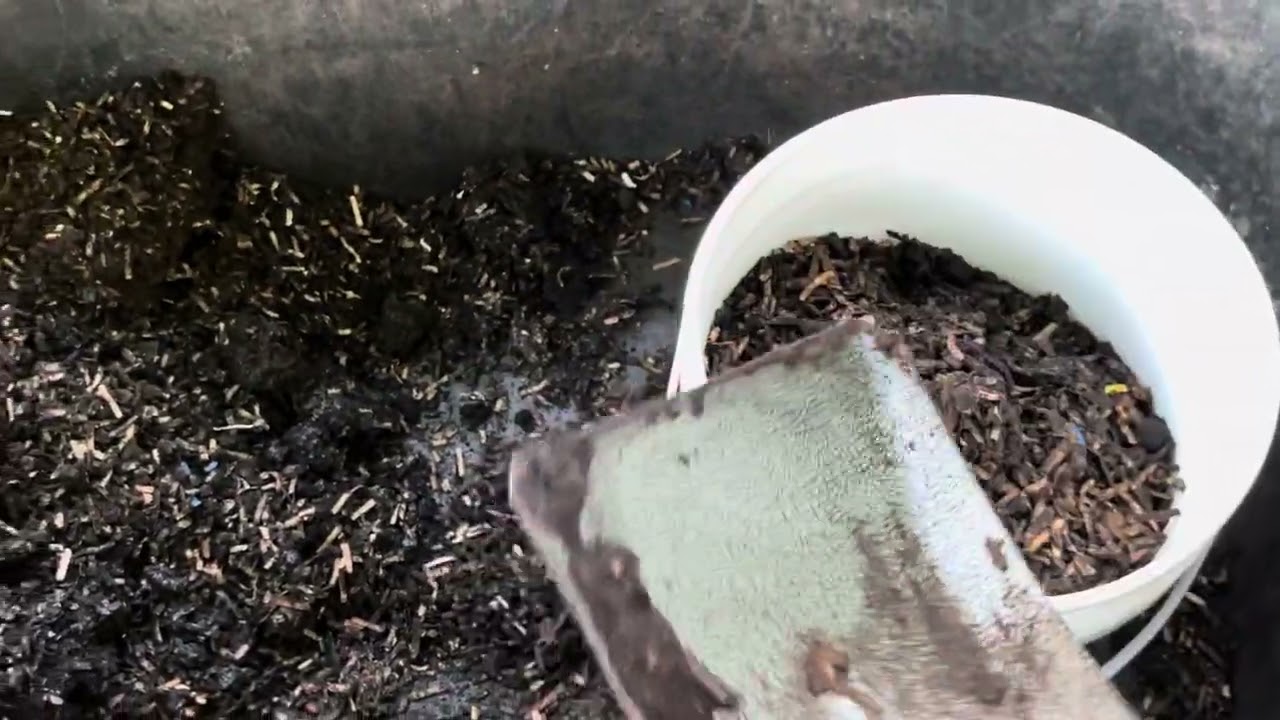 Setting Up Indoor Worm Tote Step by Step - Part 1 - PreCompost and Worms