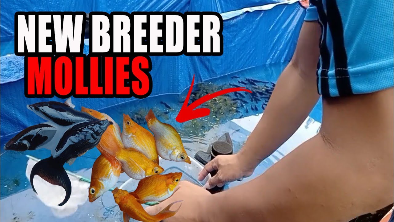 How to breed Molly | My new breeder of mollies