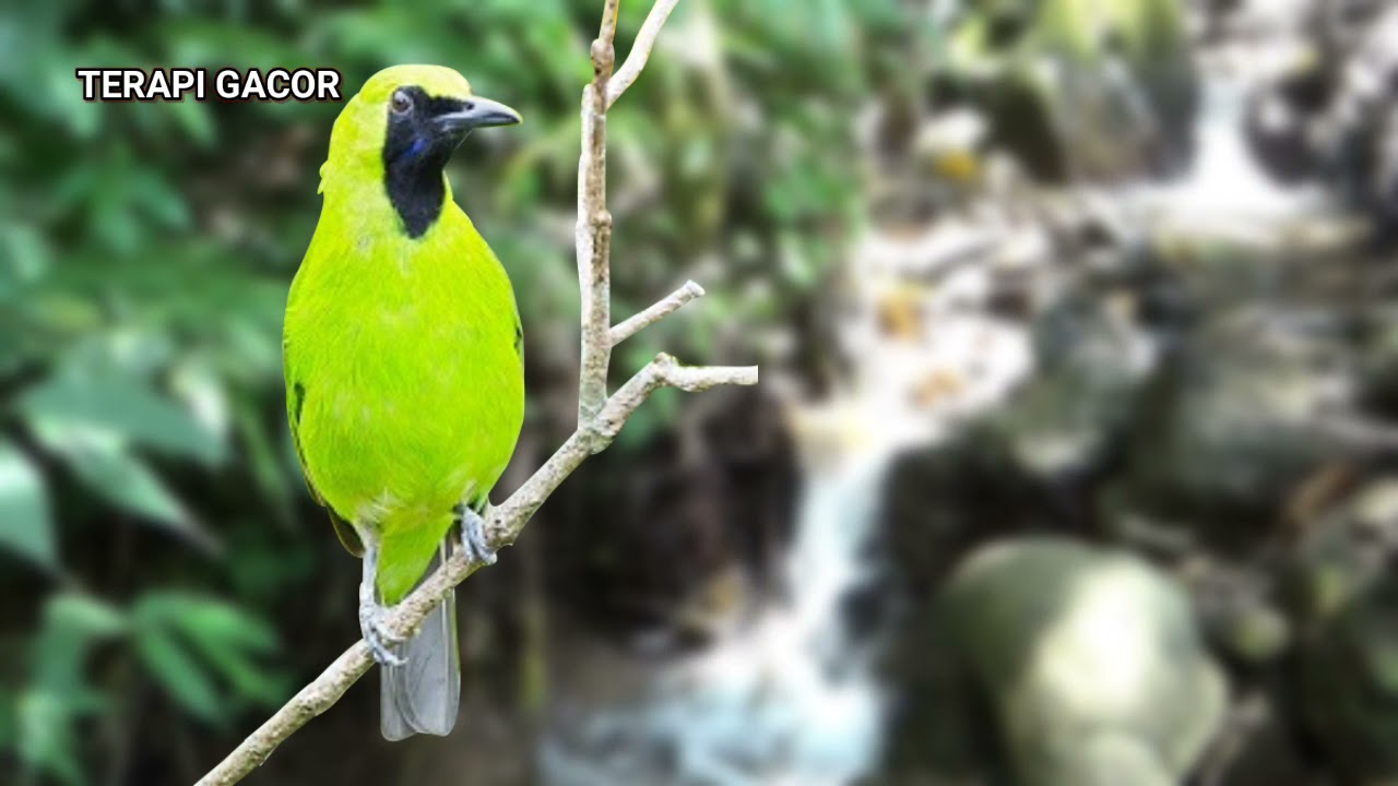 masteran burung cucak ijo gacor | terapi burung macet bunyi
