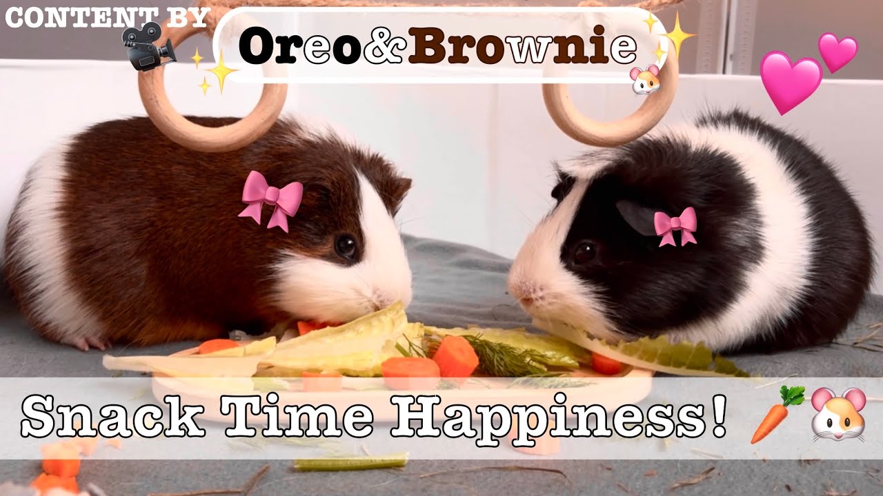 Guinea Pigs Go Wild for Lettuce & Carrots 🥬🥕 | Cute ASMR Eating