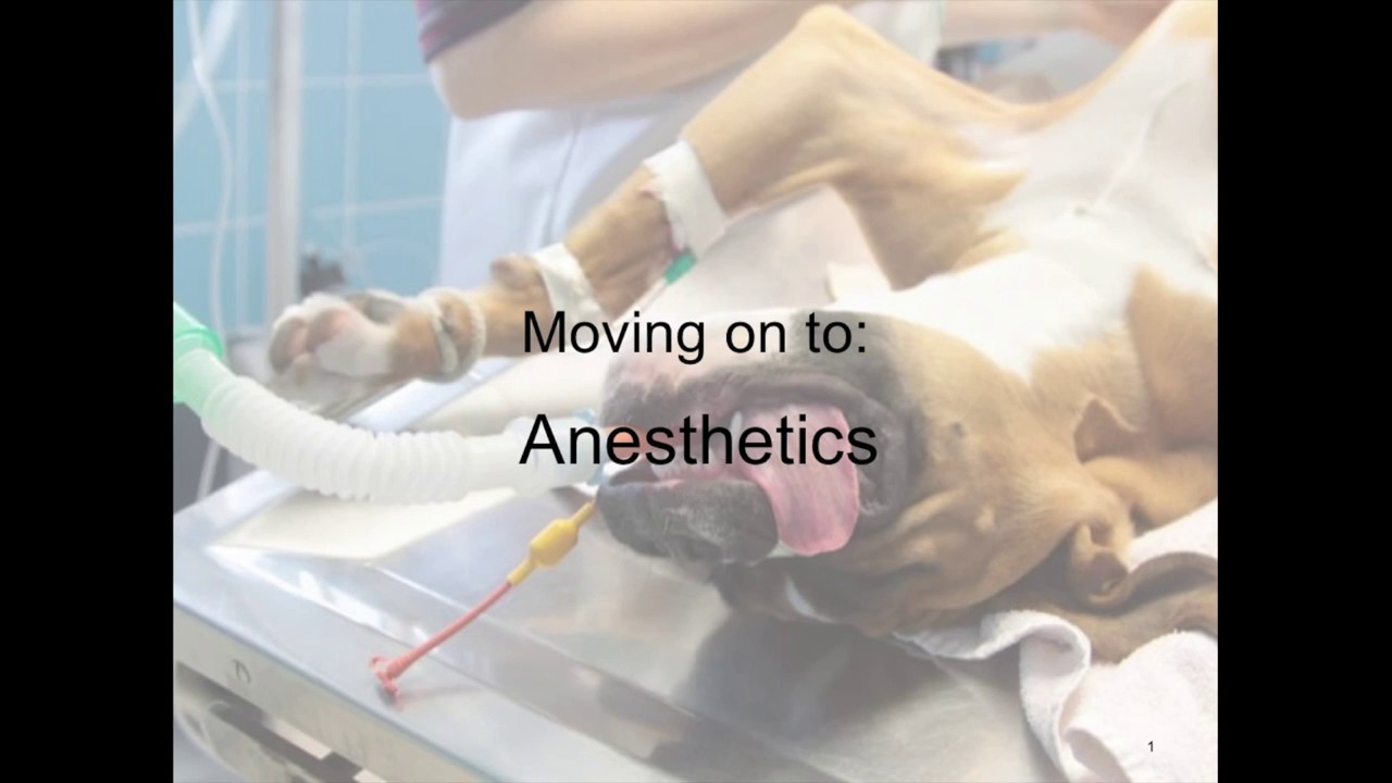 General Anesthetics and CNS Stimulants (VETERINARY TECHNICIAN EDUCATION)