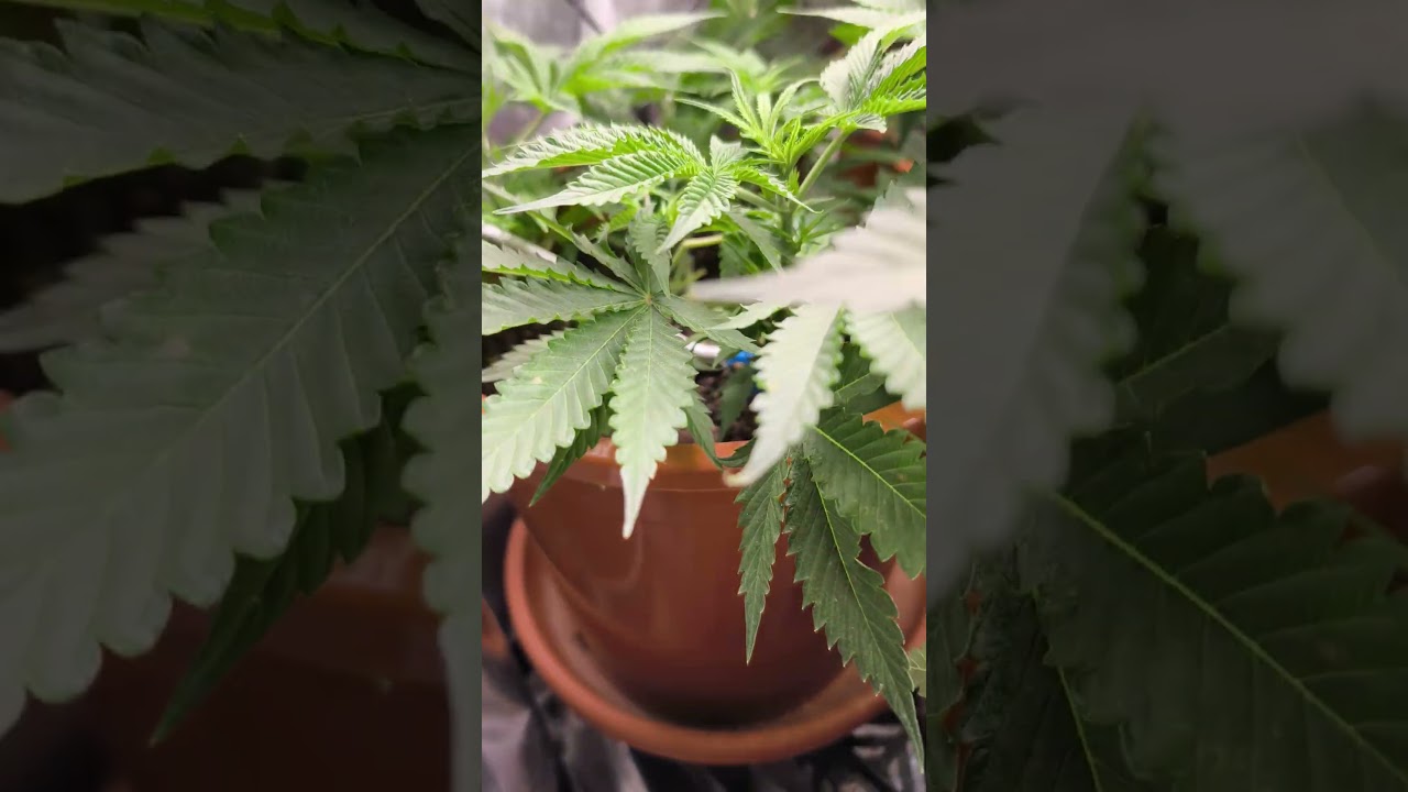 Self watering Grow 💧 🌱x Canna Terra Vega