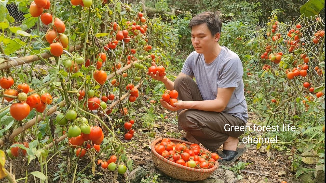 My vegetable garden from spring to autumn always beautiful. Robert | Green forest life (ep284)