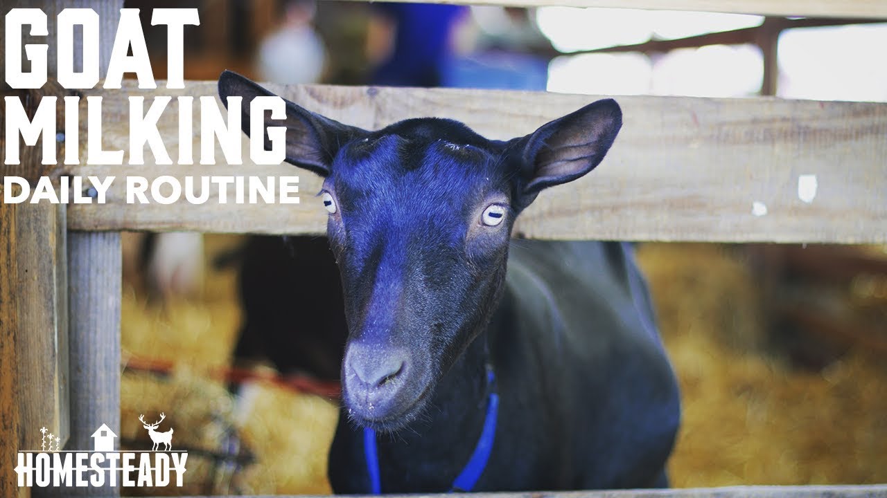 Daily Goat Milking Routine EVERY SINGLE STEP