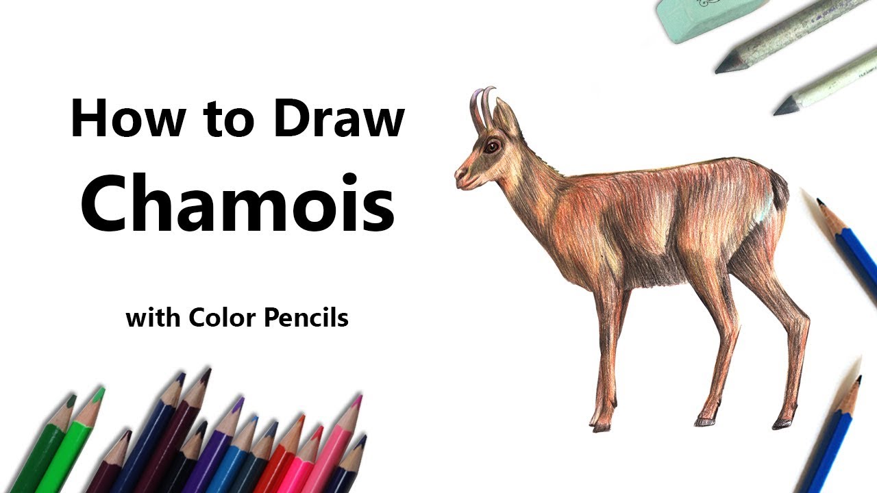 How to Draw a Chamois Step by Step