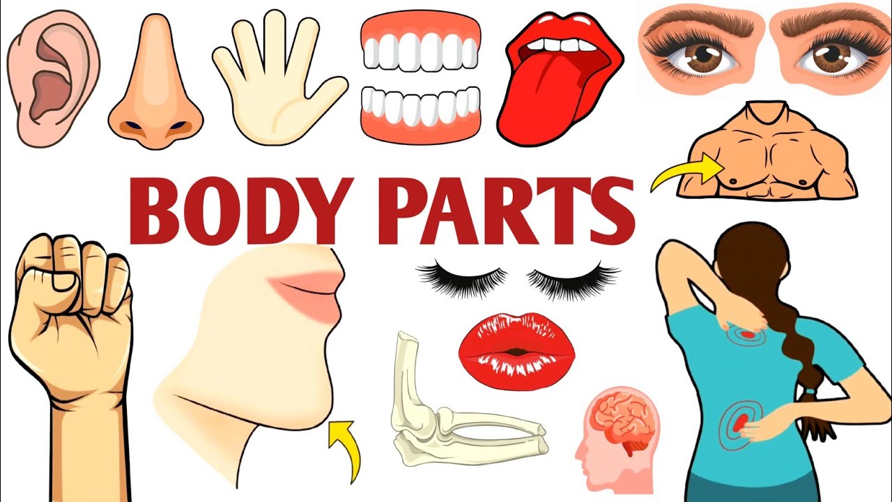 Parts of the Body | Parts of the Body for LKG Kids | Learn Body Parts & Sense Organs | #partsofbody 