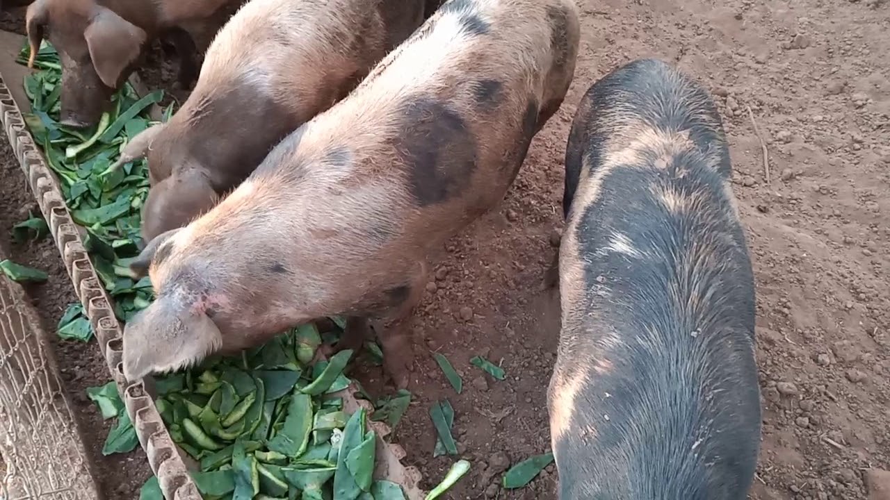 Porcos se alimentando com palma.