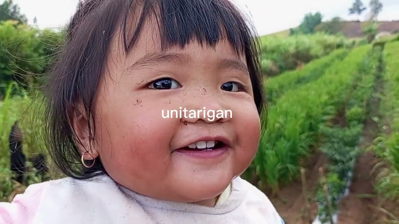 TANAM KUNYIT DI LADANG KALIMBUBU TARIGAN GERSANG
