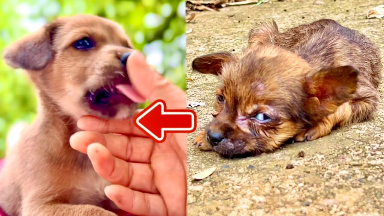 Я был полностью ошеломлён! Этот щенок 🐶 так изменился всего за несколько дней…❤️🥰