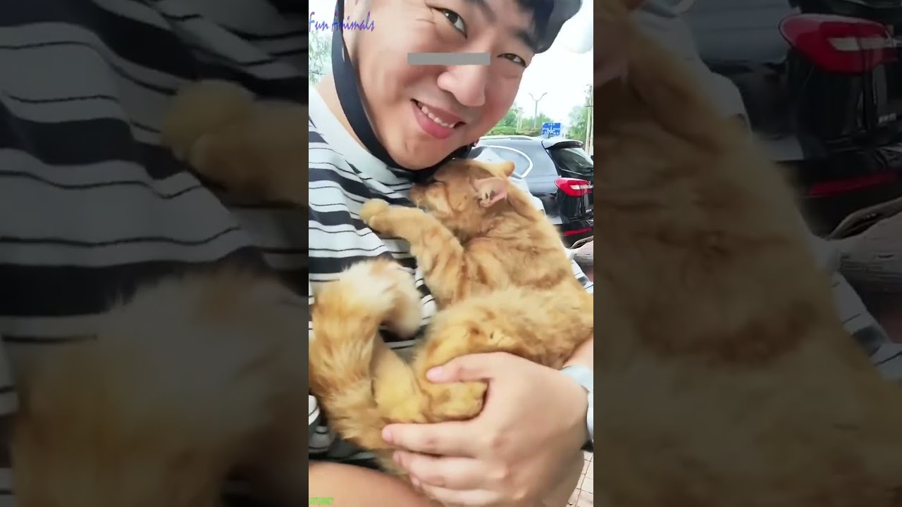 ❤️🐈 Funny cats ❤️🐈 , ❤️Funniest cats #FunAnimals  PART 975
