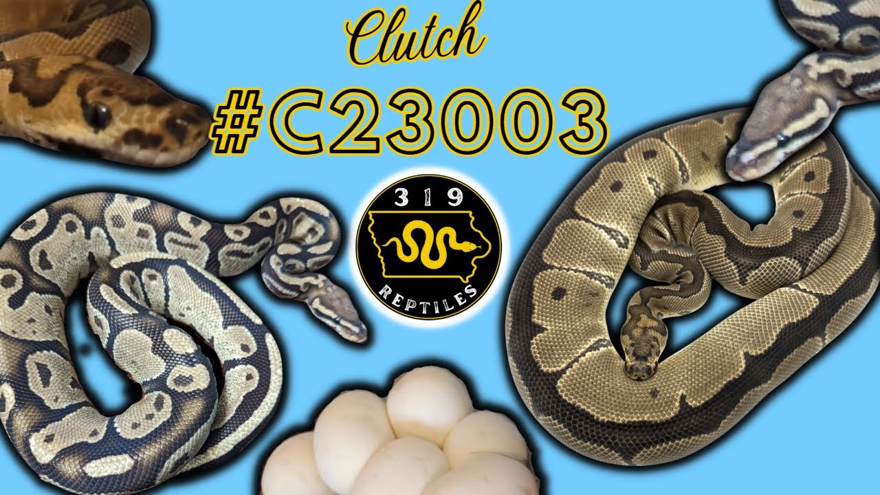 Fire Blade Sunset Clown Ball Python Clutch #C23003