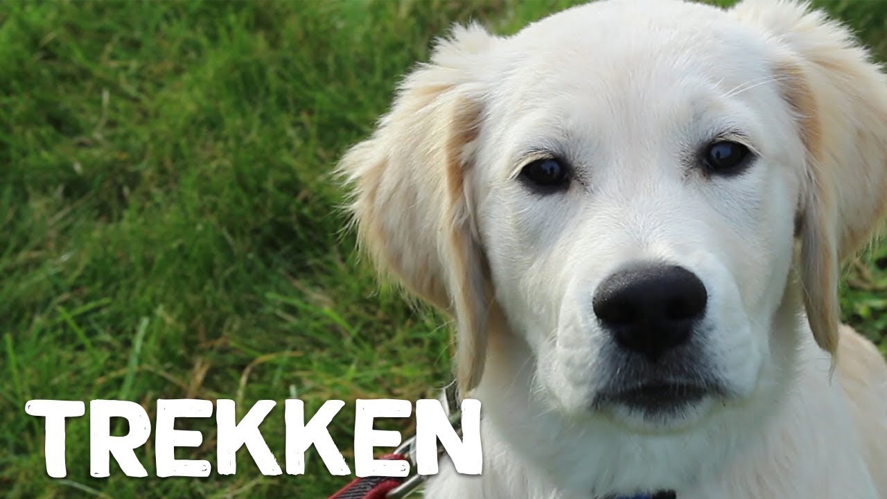 Hoe leer ik mijn hond niet te trekken tijdens het wandelen? - Vrienden der Blinden