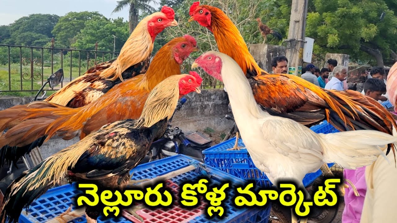 Nellore sunday kolla market today 24 8 2025 నెల్లూరు నాటు కోళ్ళ మార్కెట్ ALIKHAN ASEEL FARM #aseel