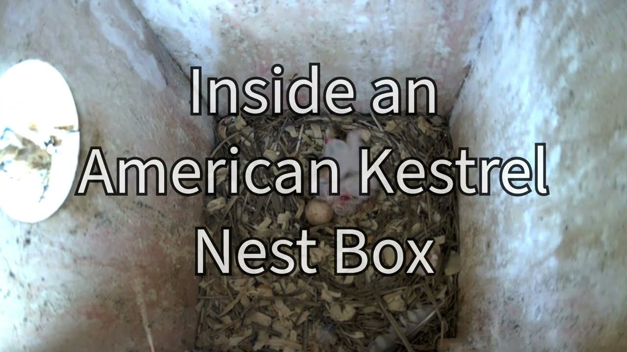 Inside an American Kestrel Nest Box