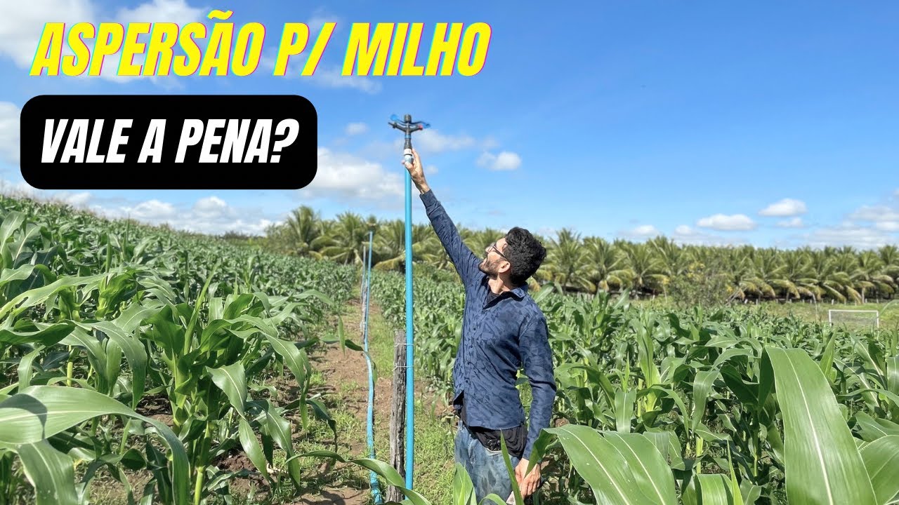 Milho irrigado por aspersão/ vantagens e desvantagens