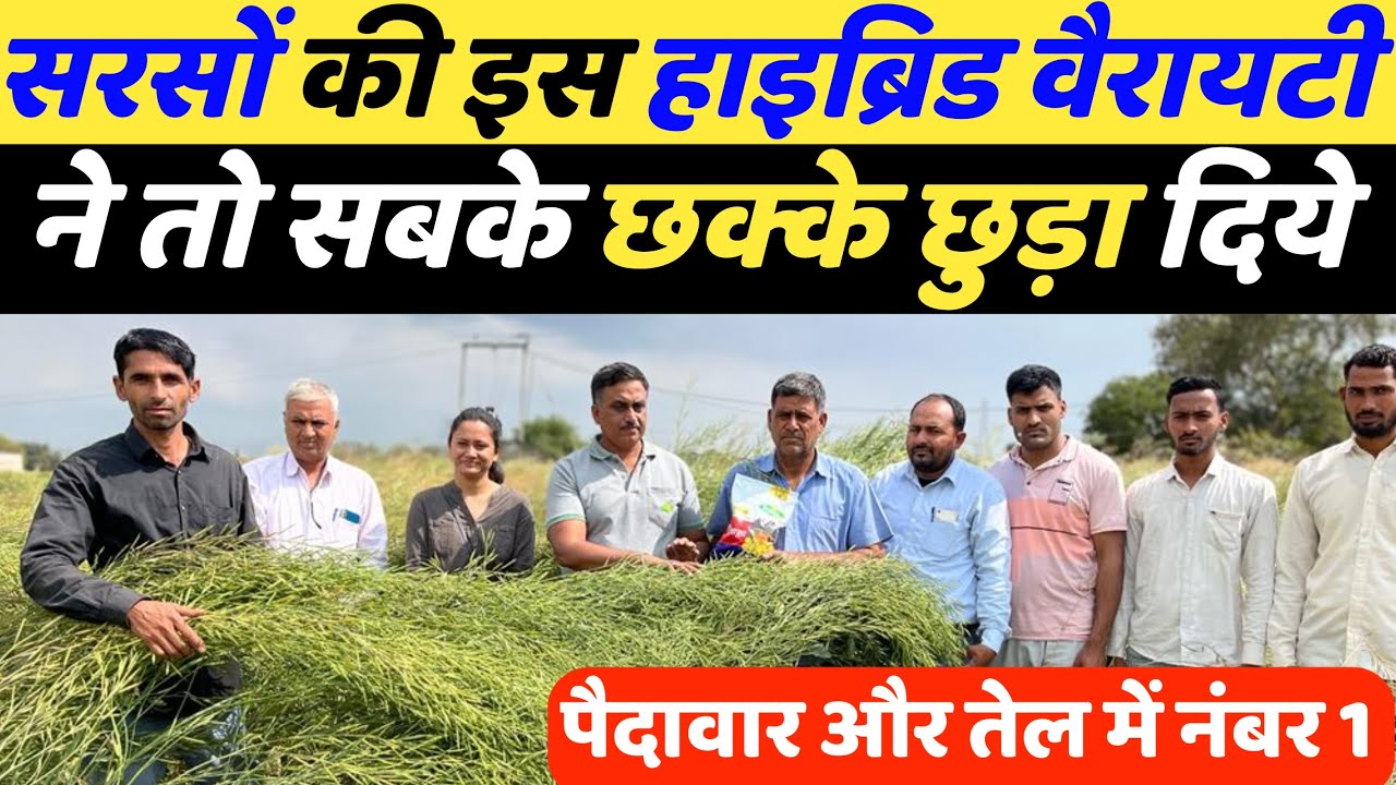 सरसों की इस हाइब्रिड वैराइटी ने सबके छक्के छुड़ा दिये 34 मण एकड़ पैदावार 42% तैल | Sarso ki kheti