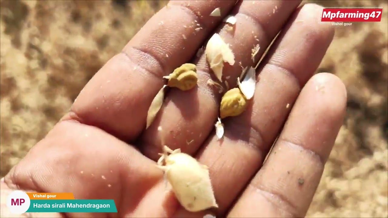 Macs4135 wheat verayti | macs4135 गेहूं वैरायटी | आभा चना | चने की न्यू वैरायटी | ४१३५गेहूं वैरायटी 