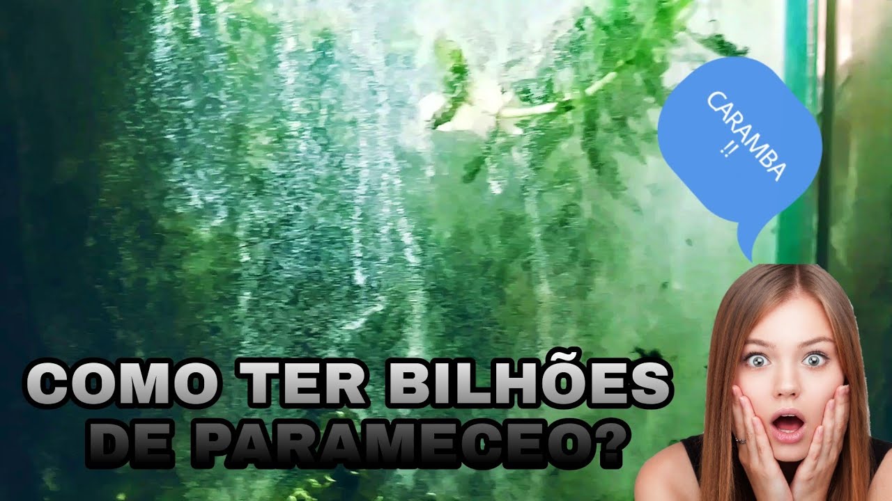 PARAMECEO PARA ALEVINOS DE BETTA
