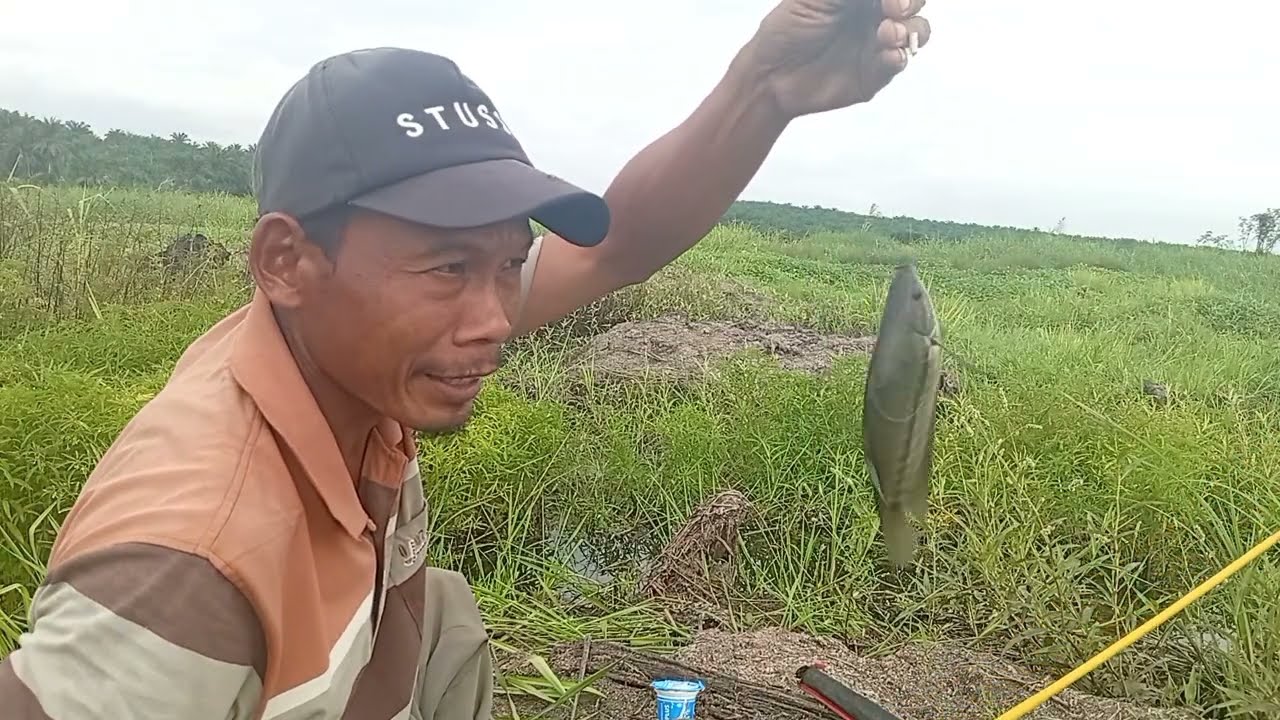 Caranya ikan sepat siam ngumpul. Sepeleh, tapi ikan sepat sembunyikan kluar semua, 