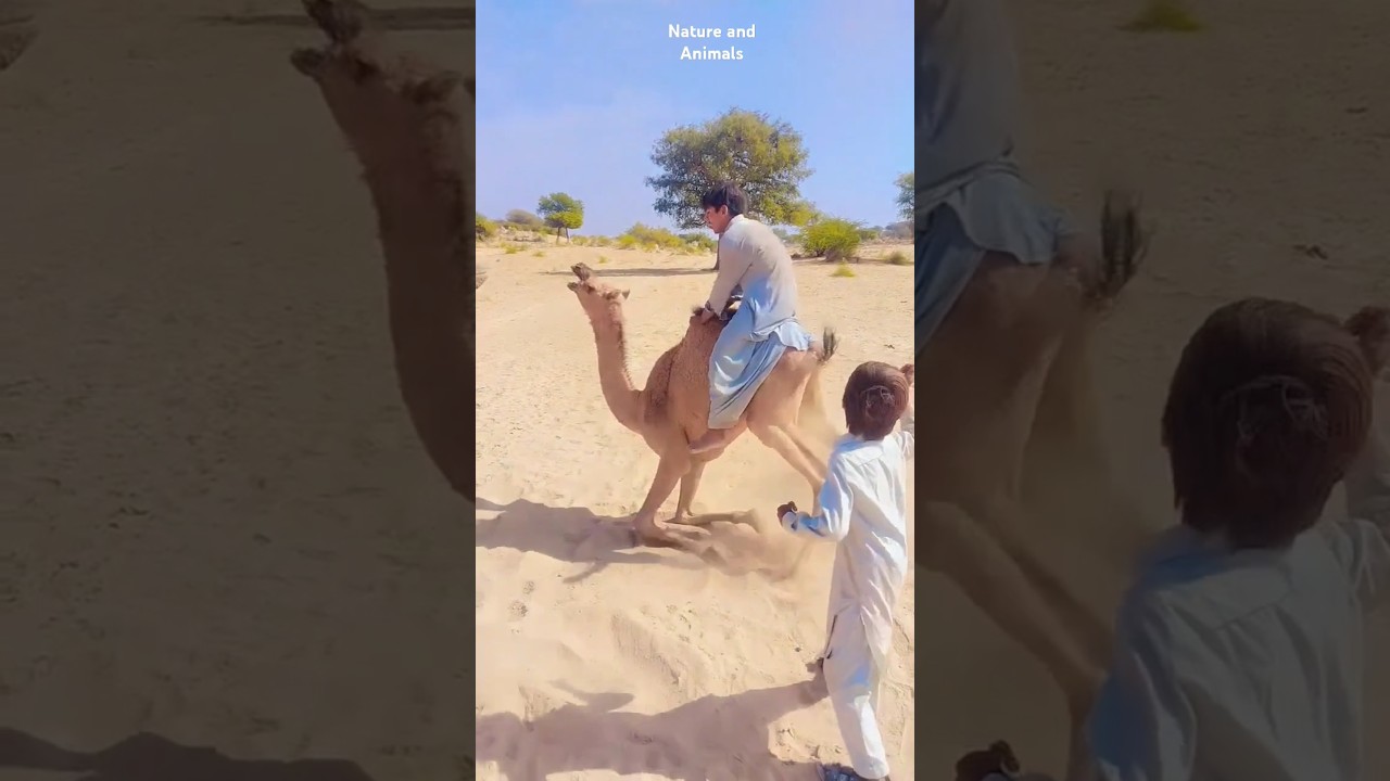 Camel Crying 😭 Camel Ride ❤️ #shorts #camel #camelride #animals #ytshorts