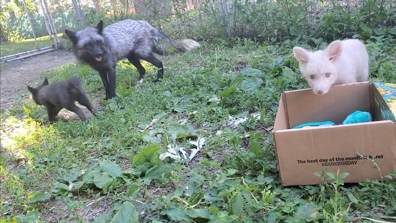 Emmie and Fox Pups get first Bark Box